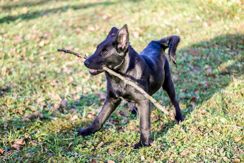 black dog with the stick black dog with the stick