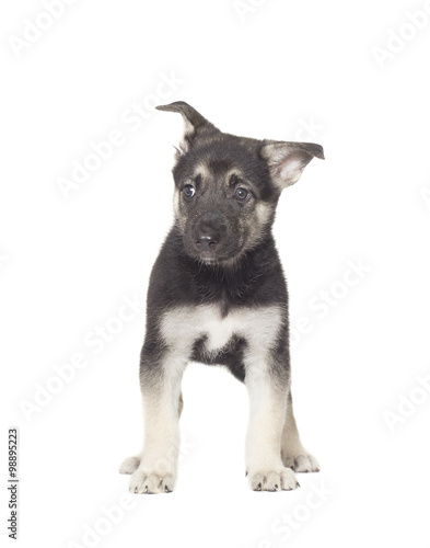dog is standing on a white background