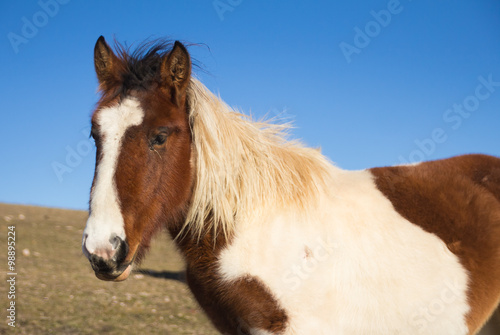 Profilo di un cavallo bianco e marrone