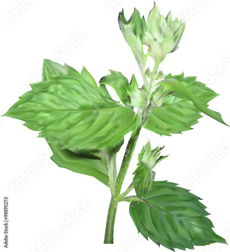 isolated dark green mint branch illustration