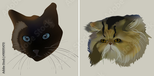 two cat portraits isolated on grey
