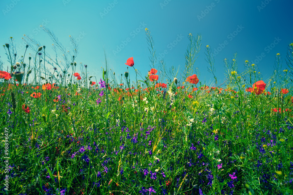 Flower meadow against the sky