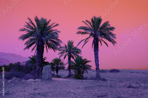 Retro background with palm trees in dessert