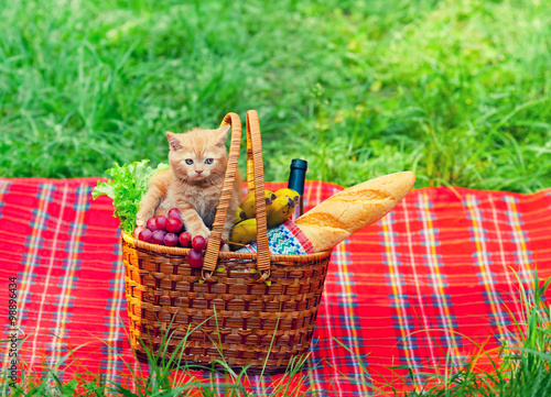 Little kitten on picnic basket with fruits on the blanket photo