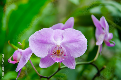 Blooming purple orchid
