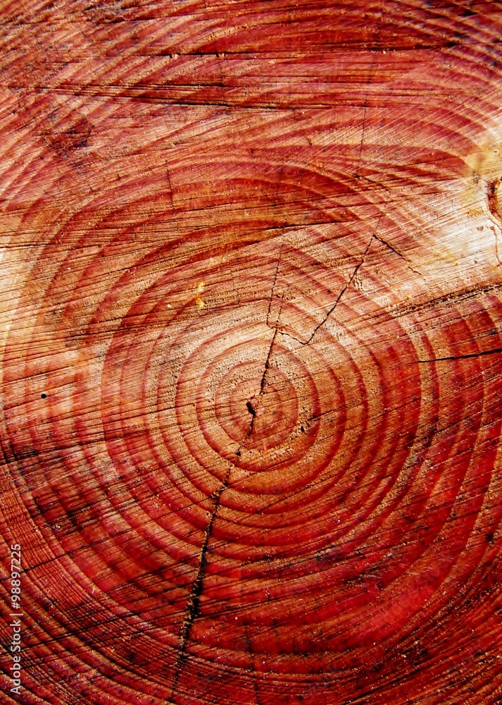 Naklejka premium Cut tree stump