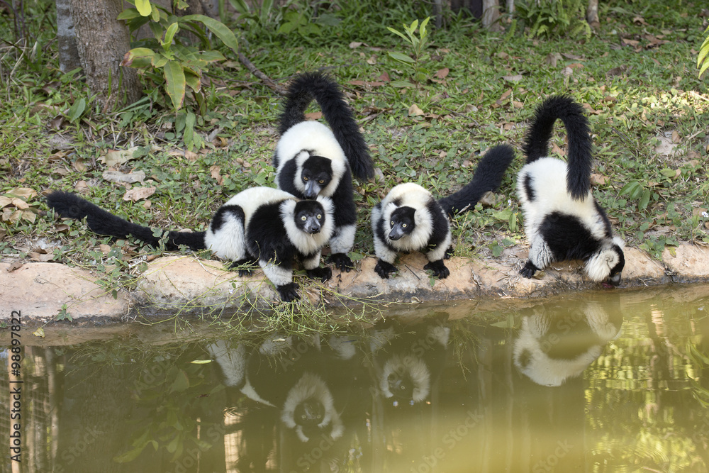 Obraz premium Black and white ruffed lemur