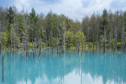 Blue pond  Aoiike  in Biei  Hokkaido  Japan