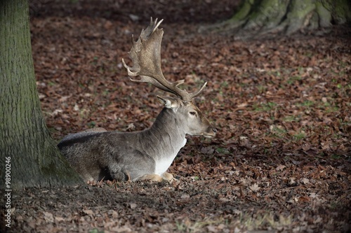 The Fallow Deer  Dama dama  - lying in the dry leaves. Autumn.