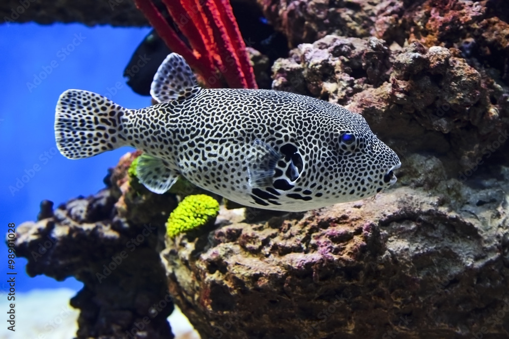 Puffer fish with black and white pattern, diving, spotted map pufferfish  underwater with corals and stones on background, arothron mappa from  Indonesia, wildlife Stock Photo | Adobe Stock