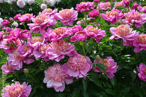 Many beautiful pink peony flowers in summer 