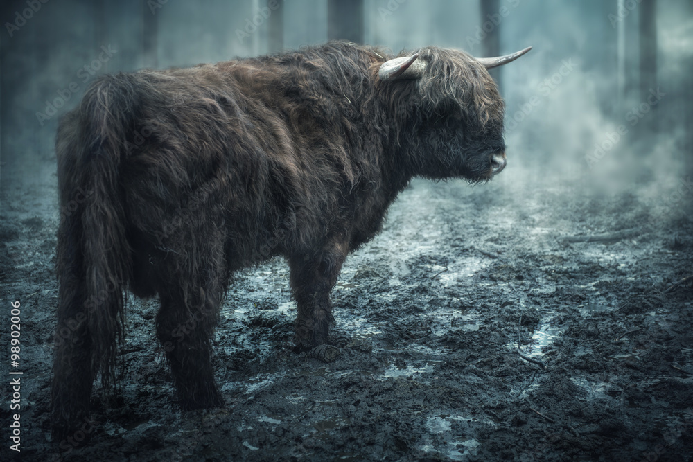 Scottish cow in the dark mystical forest Scottish cow in the dark mystical forest