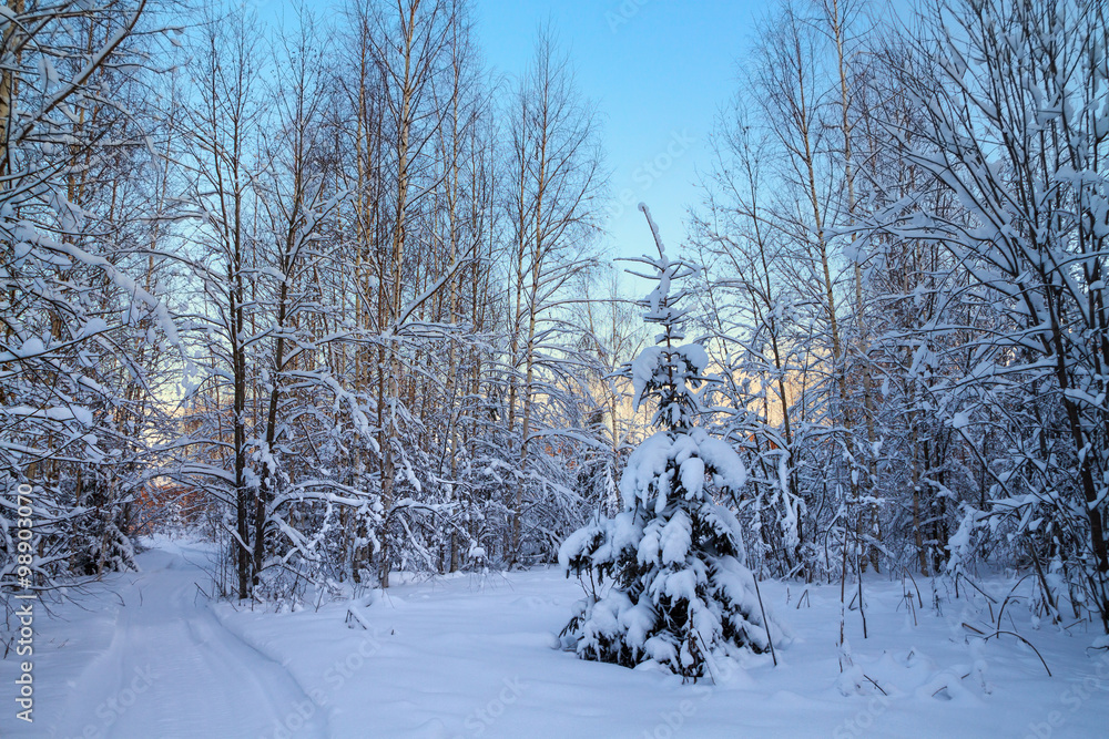 Evening in the winter forest