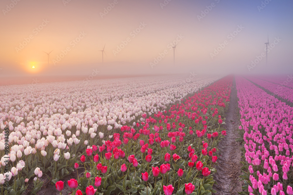 Sunrise and fog over rows of blooming tulips, The Netherlands