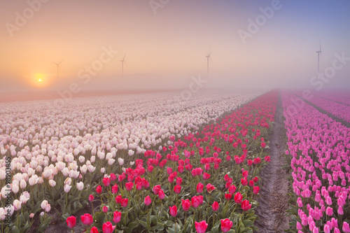 Fototapeta Naklejka Na Ścianę i Meble -  Sunrise and fog over rows of blooming tulips, The Netherlands