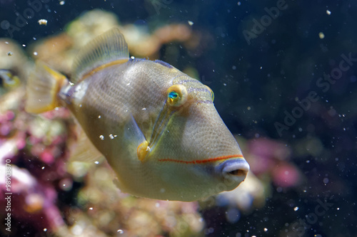 Blackbelly triggerfish photo