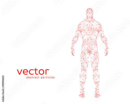 Vector illustration of human body