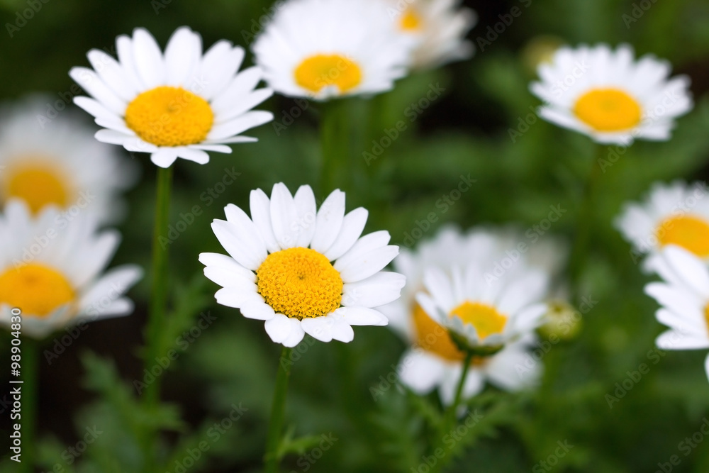 Daisies are blossom in spring Daisies are blossom in spring