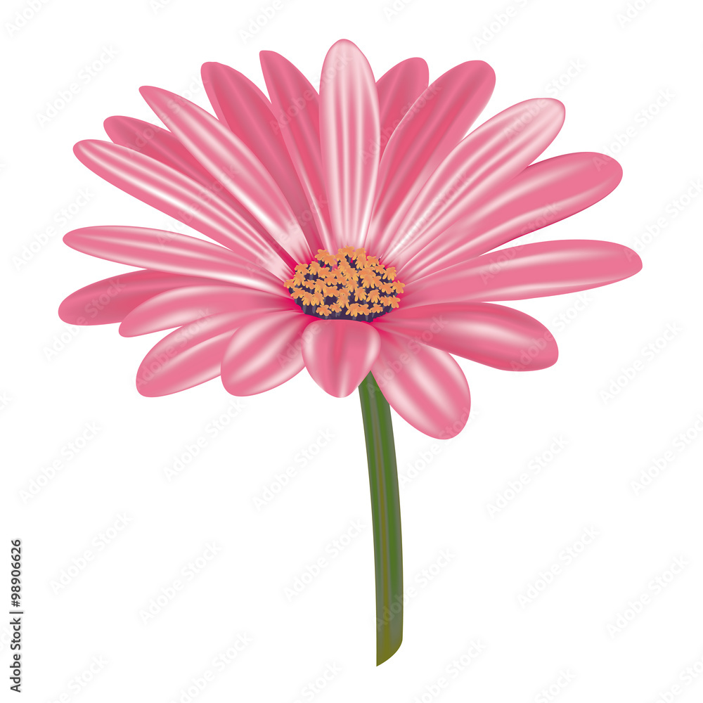 Gerbera n.1 Gerbera n.1
