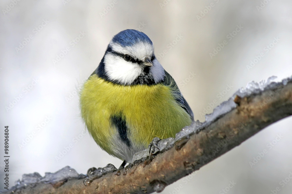 Obraz premium blue tit sitting in the Park on a branch covered with ice