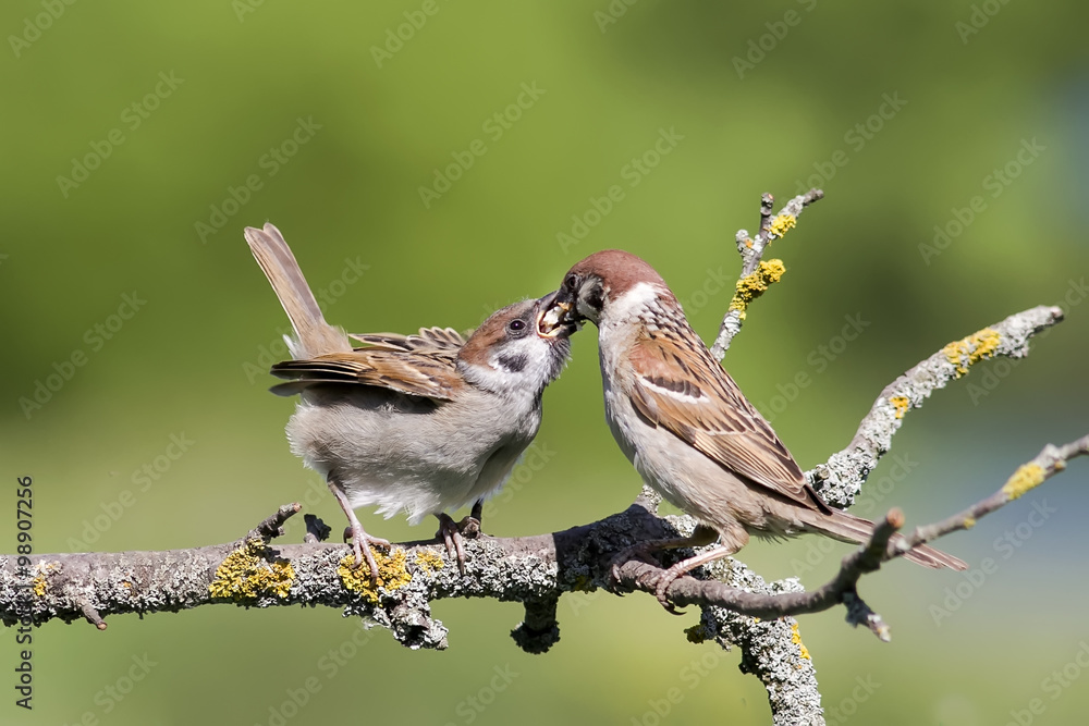 Naklejka premium Sparrow feeding fledgling on a tree branch in summer