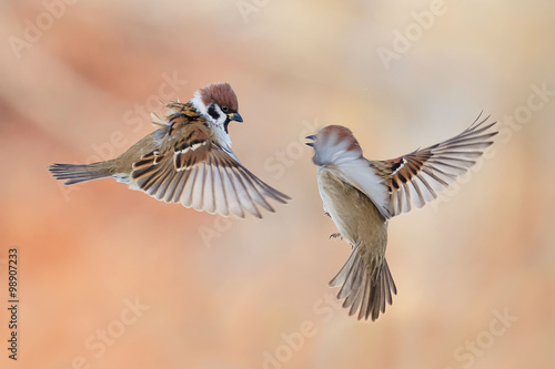 a pair of little brown sparrows flit to spread its wings
