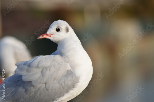 羽繕いするカモメ