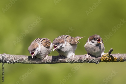 three hungry little nestlings of a Sparrow asking for food