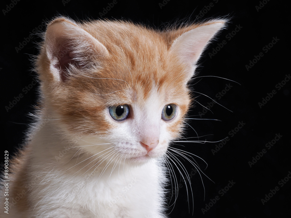 Портрет маленького котенка на черном фоне. Котенку 1 месяц. Кот белый с рыжим. Морда котенка крупно. Котенок милый, симпатичный