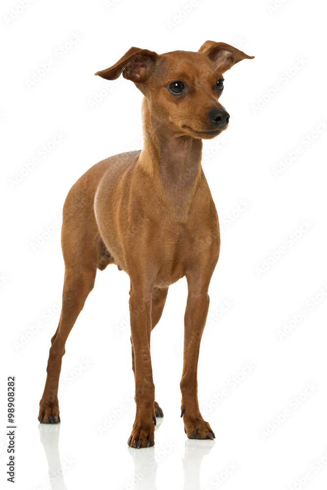 Zwergpinscher Zwergpinscher