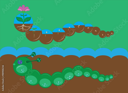 Two caterpillars and stages of development of a flower.