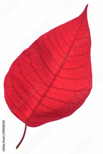 Fotografija Single red leaf isolated on white background