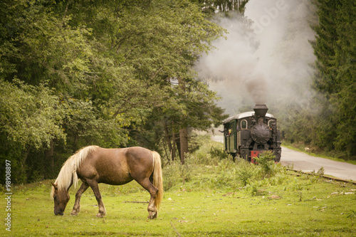 Fototapeta Naklejka Na Ścianę i Meble -  Horse eatigh in forest with vintage train in background