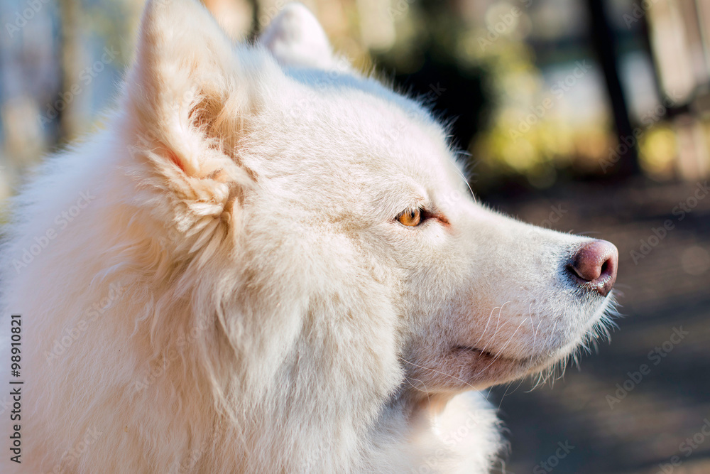     White Samoyed dog close up portrait outdoor 