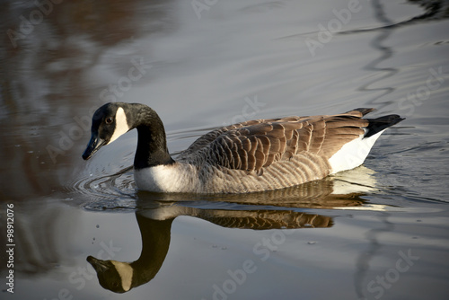 Canadian Goose with reflection