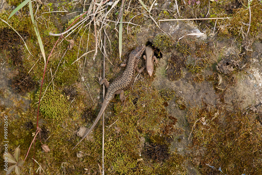 Obraz premium lucertole sopra un muretto di muschio