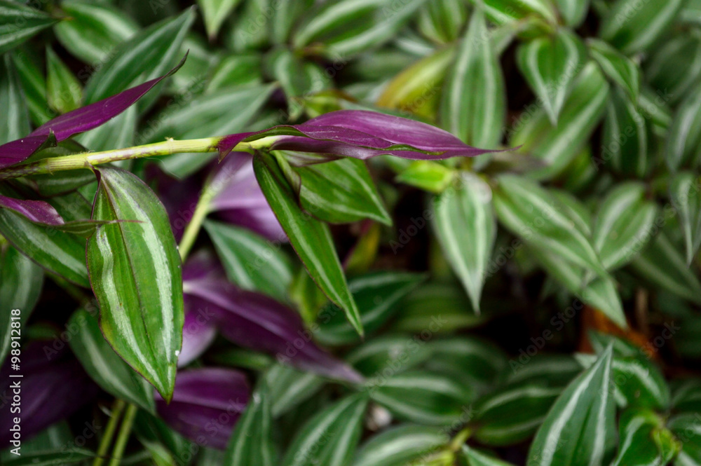 Obraz premium Lush green Wandering Jew plant