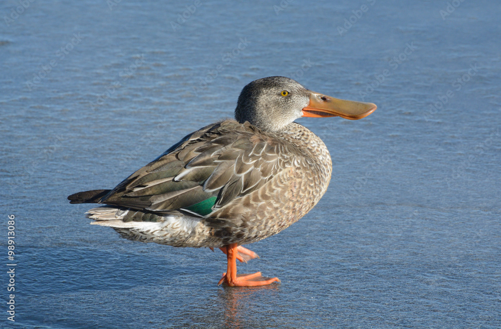 Female Northern Shoveler Duck Hen standing on ice of frozen lake in winter while warming up in the sunlight Female Northern Shoveler Duck Hen standing on ice of frozen lake in winter while warming up in the sunlight