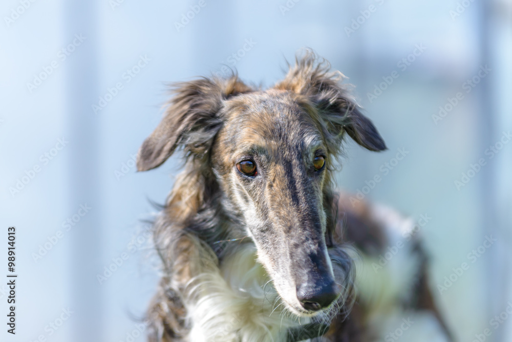Obraz premium Borzoi listens carefully