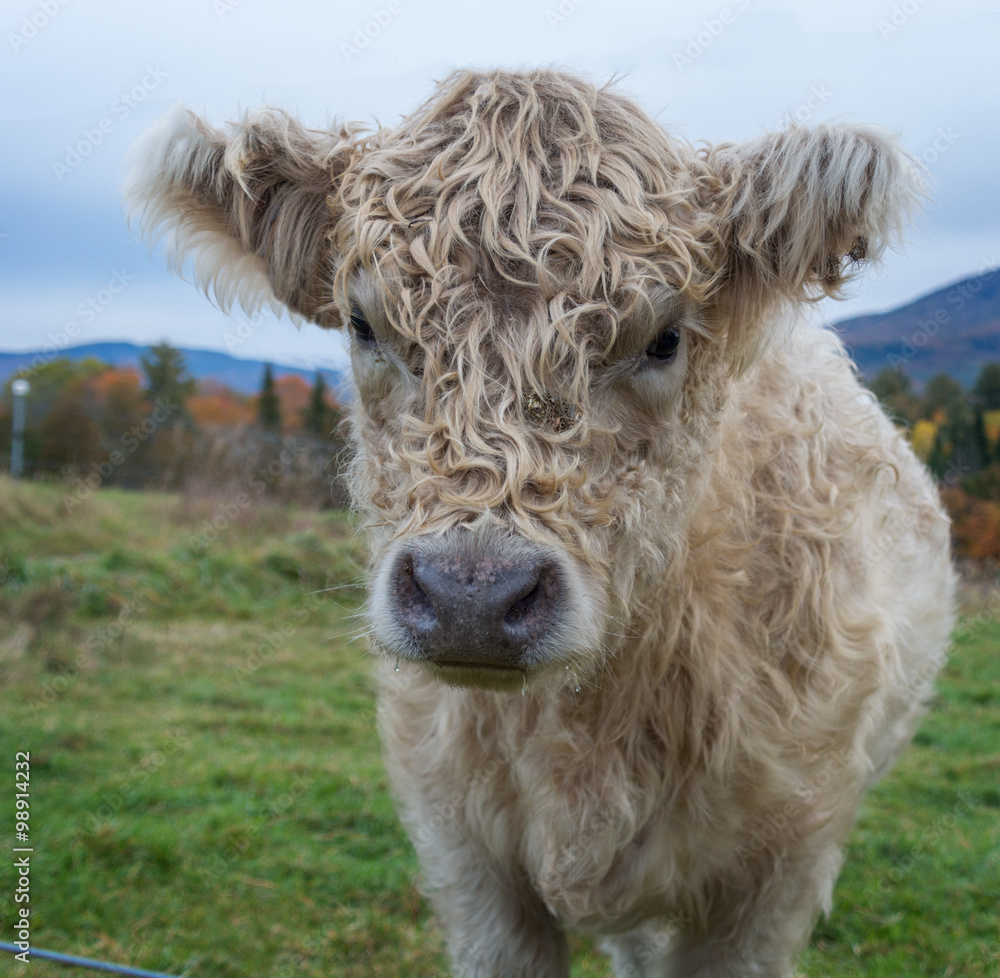 Fototapeta premium Vermont calf