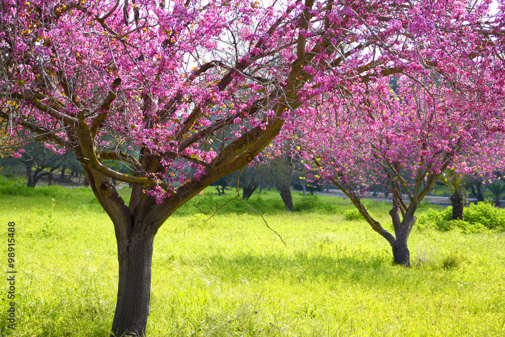 image of Spring Cherry blossoms tree. selective focus photo
image of Spring Cherry blossoms tree. selective focus photo