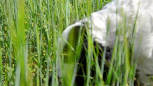Dog is eating grass in the field