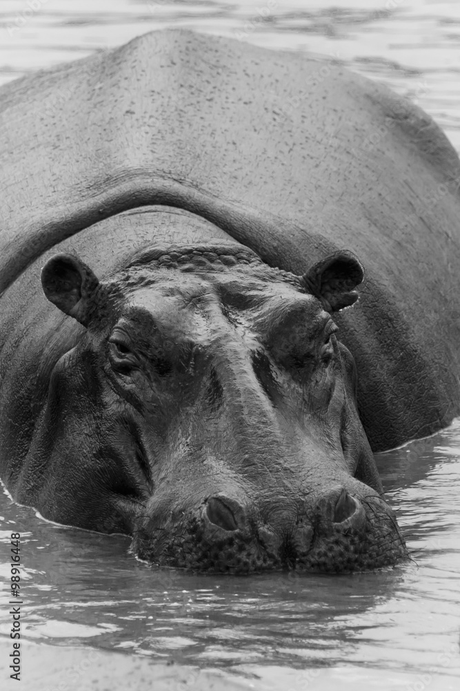 Naklejka premium Nilpferde