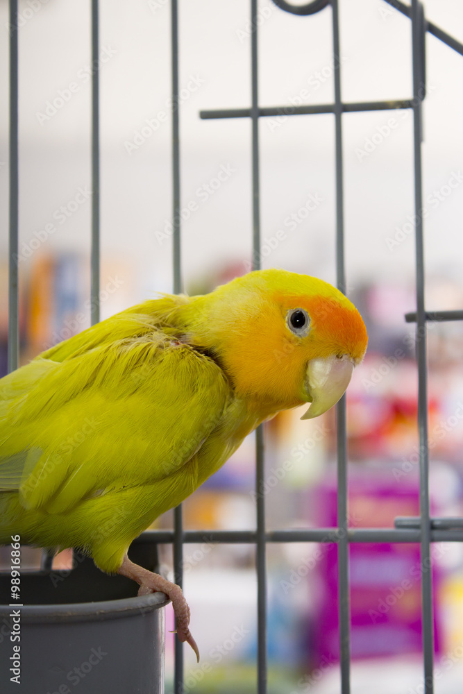Fototapeta premium Yellow and green parrot