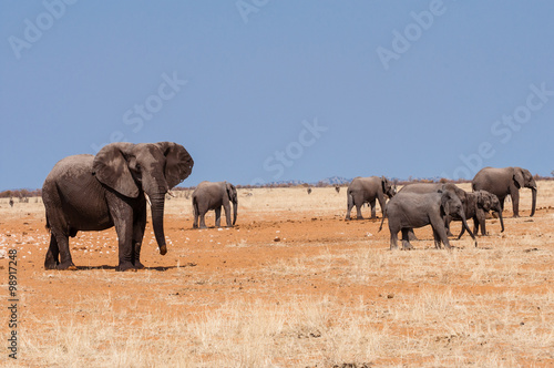Elefanten im Etosha Nationalpark  Namibia