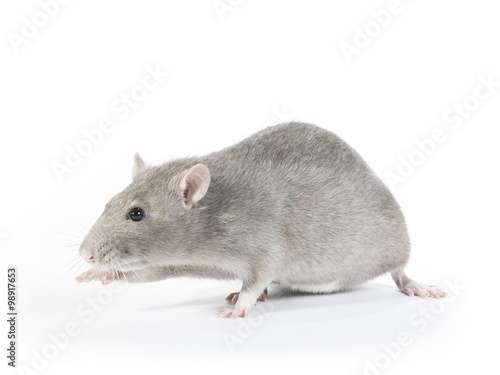 Ratte grau Blick links