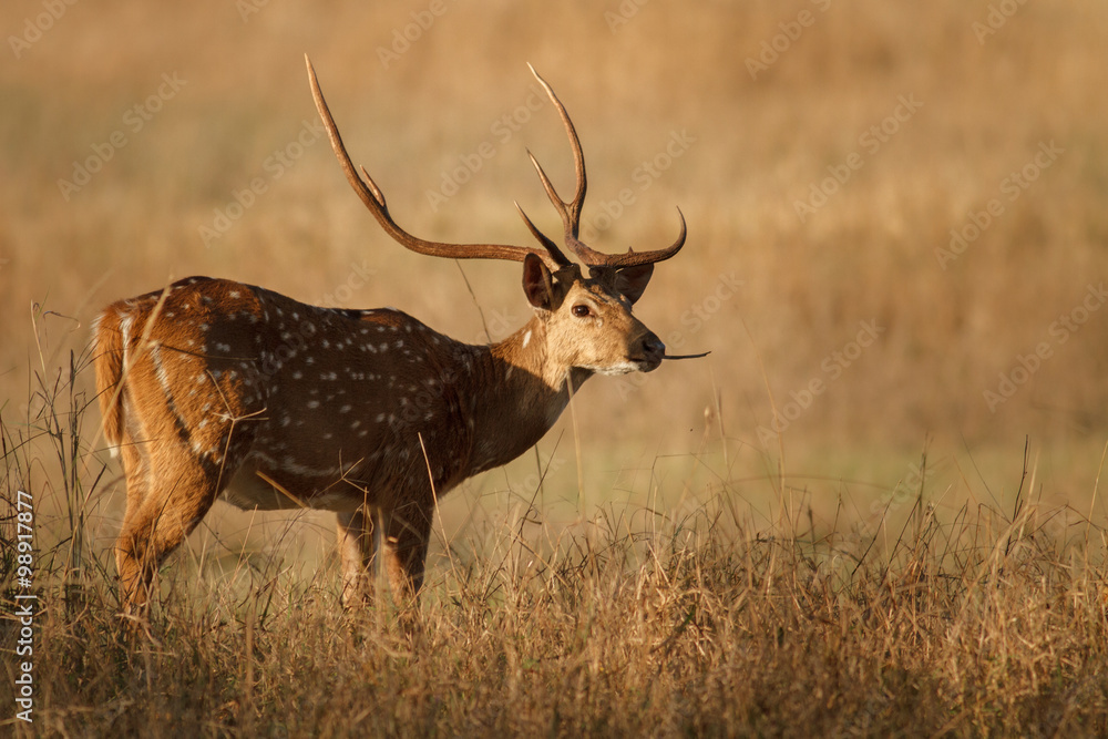 Fototapeta premium axis deer/axis deer