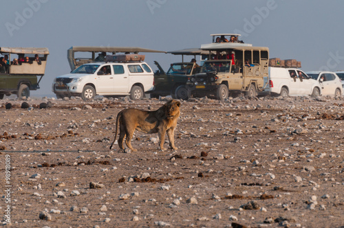 Fotosafari im Etosha-Nationalpark, Löwen © majonit
