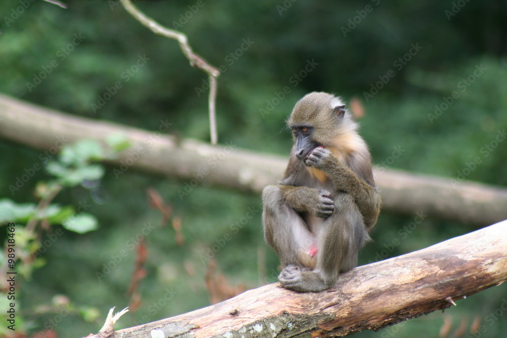 Obraz premium Singe mandrill