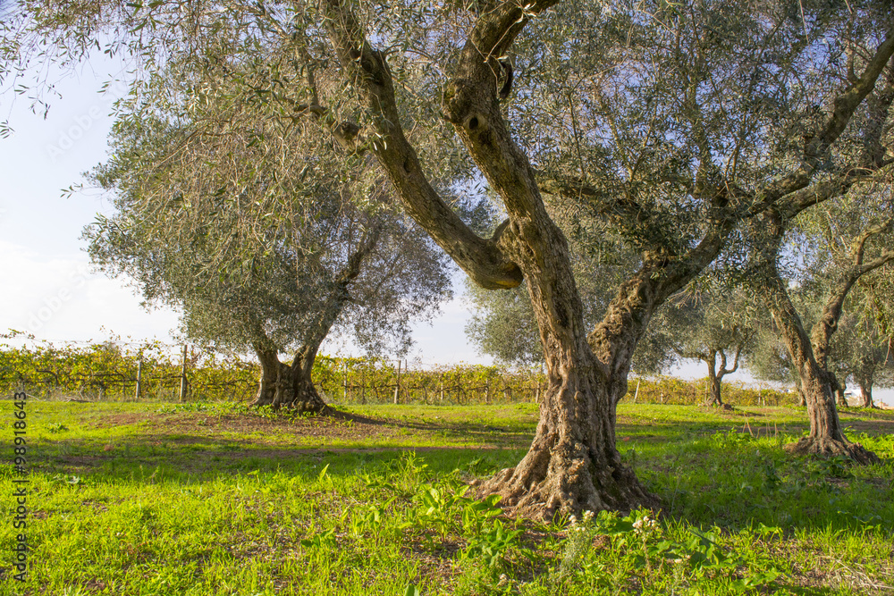 vecchi alberi di ulivo per fare l'olio in Italia